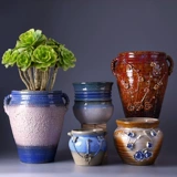 Экстра -мясное мясо старая куча специальная цветочная горшка крупно -калибр крупно -диаметра сочные растительные утеса.