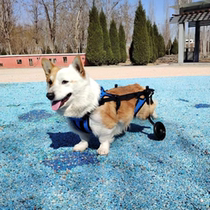 Dog wheelchair hind limb paralysis rehabilitation small dog mobility disabled car cat auxiliary Teddy pet dog hind leg bracket