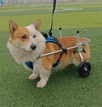 Dog wheelchair hind limb paralysis pet mobility scooter disabled dog hind leg assistance cat Teddy large and small dog bracket
