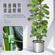 Climbing vine flower frame gardening pillar frame balcony green rose rose clematis vine plant climbing crab claw orchid support rod