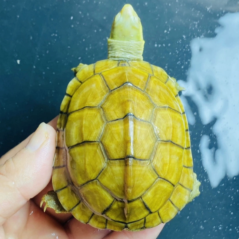 小青龟的魅力你get了吗?高背元宝小青龟的饲养指南与选购攻略 🐢 -龟-淘宝好物网