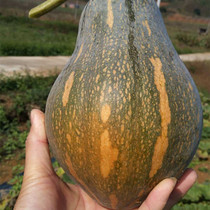 One taster of sweet potato Pumpkin Seeds Miniature Pumpkin Seeds Sweet Glutinous Climbing Vines Spring Summer Farmhouse Vegetable Garden Vegetable Seed