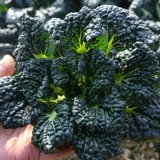 Семена пузырьков холодный реверс зимний холодный звезда Черный сердце Черный овощной черный овощные семена Черные овощи из зимних овощей 孑