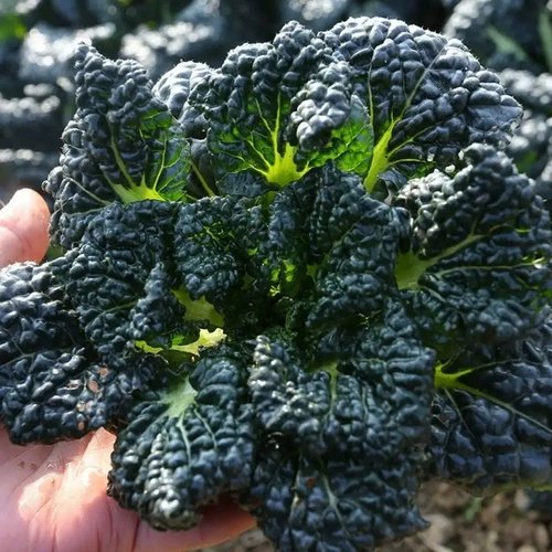 Семена пузырьков холодный реверс зимний холодный звезда Черный сердце Черный овощной черный овощные семена Черные овощи из зимних овощей 孑