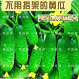 Книга Семена огурца огурца, поднимающиеся по земле, Три засухи огурца Семена Семена Балкон Весна и осенние сезоны фруктов и овощей 孑