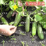 Книга Семена огурца огурца, поднимающиеся по земле, Три засухи огурца Семена Семена Балкон Весна и осенние сезоны фруктов и овощей 孑