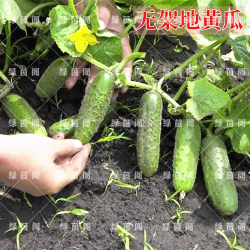 Книга Семена огурца огурца, поднимающиеся по земле, Три засухи огурца Семена Семена Балкон Весна и осенние сезоны фруктов и овощей 孑