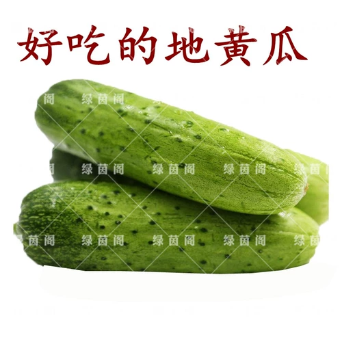 Книга Семена огурца огурца, поднимающиеся по земле, Три засухи огурца Семена Семена Балкон Весна и осенние сезоны фруктов и овощей 孑