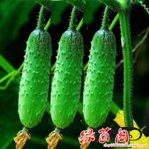 Fruit cucumber seed Festival melon cucumber balcony potted vegetable garden vegetable seed seed four seasons sowing