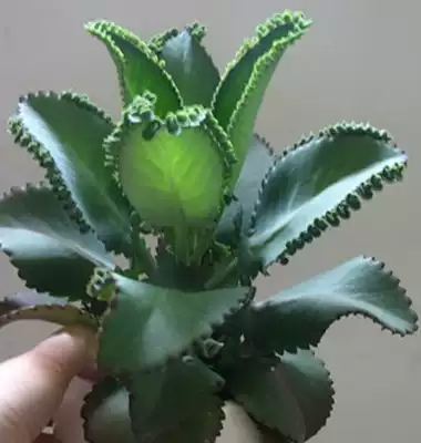 不死鸟大叶落地生根多肉植物室内盆栽棒叶变色绿植蕾丝公主锦包邮