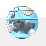 Дышащая сетка кошачья подвеска