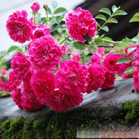 Мейхонг Иден