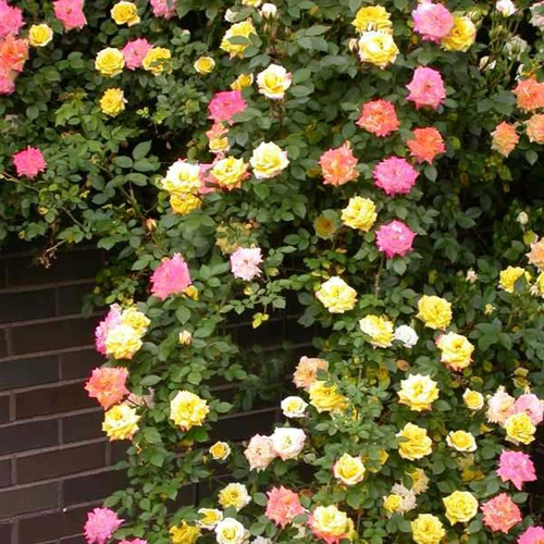 OU Yueto в этом сезоне розовые саженцы, смену радуги радуги, маленькие пятиселевые винограды Эта розовая балкон -саженцы розовые саженцы