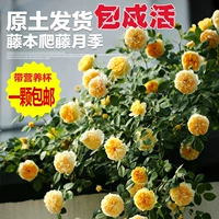 Золотое празднование