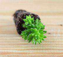 Succulents White Flower Komatsu Desktop Bonsai Radiation Protection Flower Green Plant Potted Meat and Meat Combination Platter