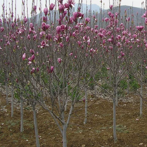 Магнолия саженцы белые магнолию большие саженцы фиолетовые магнолия, ноль, саженцы магнолии, саженцы магнолии, зеленые саженцы зеленые саженцы