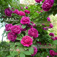 Фиолетовый халат и нефритовый ремень