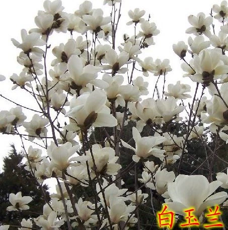 Магнолия саженцы белые магнолию большие саженцы фиолетовые магнолия, ноль, саженцы магнолии, саженцы магнолии, зеленые саженцы зеленые саженцы