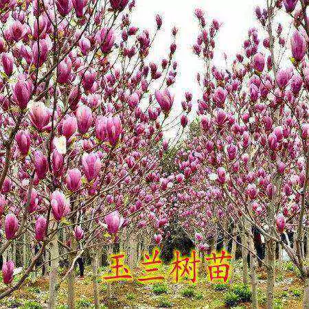 Магнолия саженцы белые магнолию большие саженцы фиолетовые магнолия, ноль, саженцы магнолии, саженцы магнолии, зеленые саженцы зеленые саженцы
