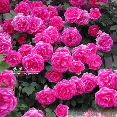 OU Moon Miao Balcony Cours