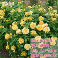 Golden Celebration [50-70 см] Средняя рассада/плетистая лоза