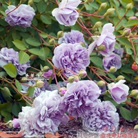 Синий дождь