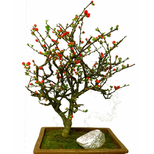 Балкон -цветочная комната, саженцы для цветов с балконом бегония