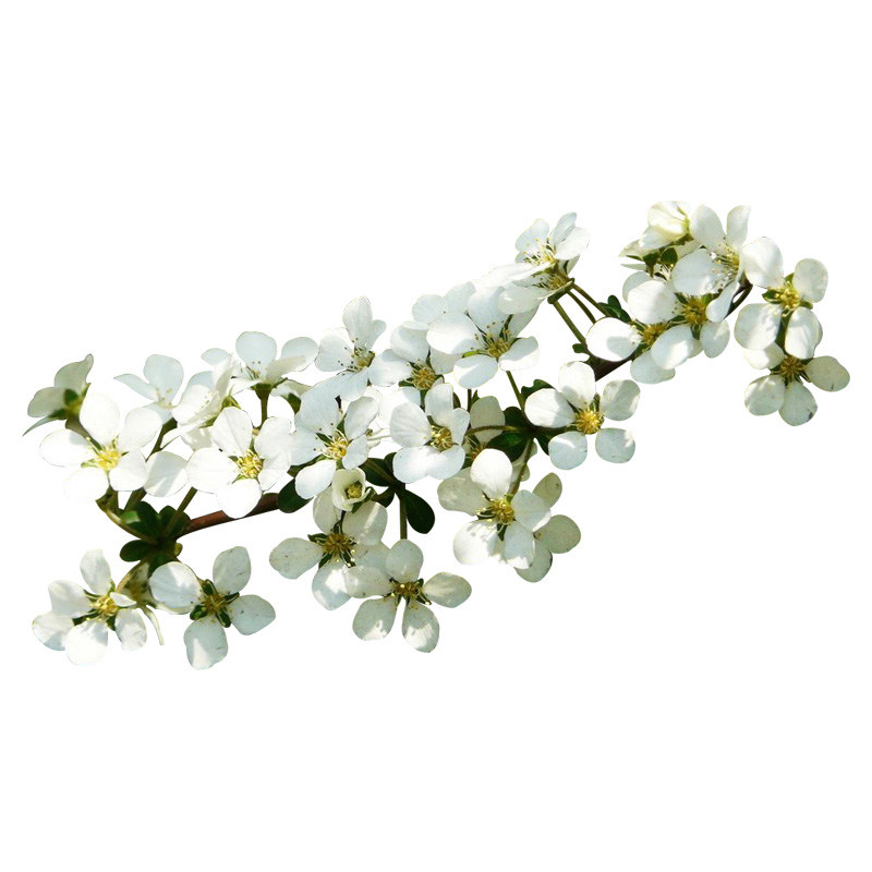 雪柳植物喷雪花苗盆栽绿植客厅珍珠梅庭院大苗雪柳叶树苗鲜枝条