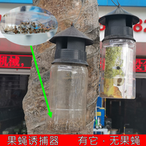 Fruit fly trap Orchard vegetable field melon fruit orange fruit small fruit fly Gold fly tit-for-tat Oriental fruit fly trap attractant