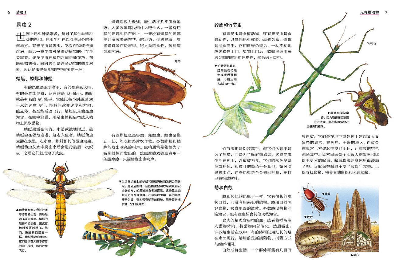 英国少儿插画百科动物1 无脊椎动物鱼类爬行动物和鸟类英国奥菲斯公司幼儿探秘全书彩图自然科学知识儿童科普图书