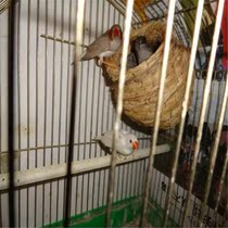 Grass nest hatching bird Turtledove parrot Summer Bird Nest quail breeding nest outdoor simple home Bird Nest warm small