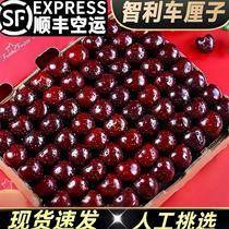 SF air freight imported cherries from Chile fresh fruit gift box seasonal crispy sweet fruits whole box