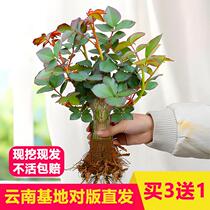 Yunnan Base Straight Hair Rose Old Pile Sapling sapling Miao Extra Large Flower Four Seasons Blossom Old Root Potted Room