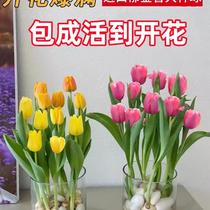 Tulip Seed Balls 5 Degrees Balls Imported Flowers Flowers Hydroponic Flowers Water Bacon And Chill Indoor Balcony Plant Potted Flowers Seed Flowers