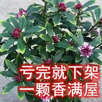Phnom Penh Ruixiang Large Miao Potted Potted Aroma Resistant Cold Flowers Indoor Appearance Flowers Plant Blooming Size Miao