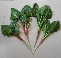 Simulation fruit and vegetable model simulation spinach PU material decoration decoration refrigerator store spinach decoration