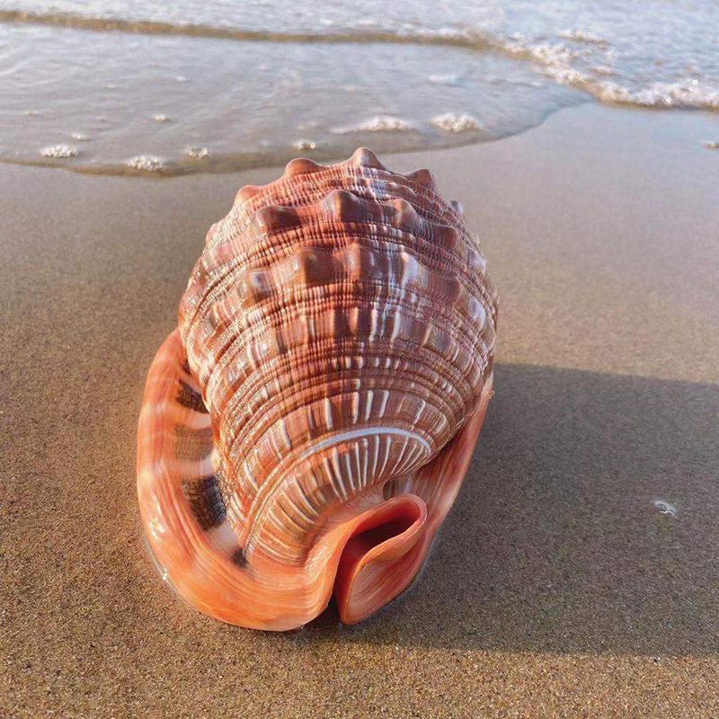 Natural Conch Shells for Collection, Gift Giving, Home Decoration, Creative Landscaping Ornaments, Four Famous Types of Conch