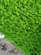 Simulated Moss, Green Moss, Jungle Bonsai, Eternal Deer Antler Moss, Background Wall, Artificial Moss Plant Wall, Flocking