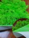 Simulated Moss, Green Moss, Jungle Bonsai, Eternal Deer Antler Moss, Background Wall, Artificial Moss Plant Wall, Flocking