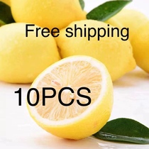 10 pcs fresh lemon fruit juicy fruits green food 10