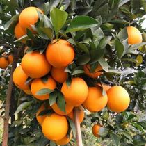 高山橙子fresh fruit fruits sweet orange natural juicy 4 5kg