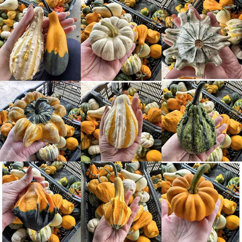 Freshly Picked Mexican Gourds and Colorful Mini Pumpkins Can Be Used for Plating or as Real Fruit for Handicrafts Freshly Picked Mexican Gourds and Colorful Mini Pumpkins Can Be Used for Plating or as Real Fruit for Handicrafts