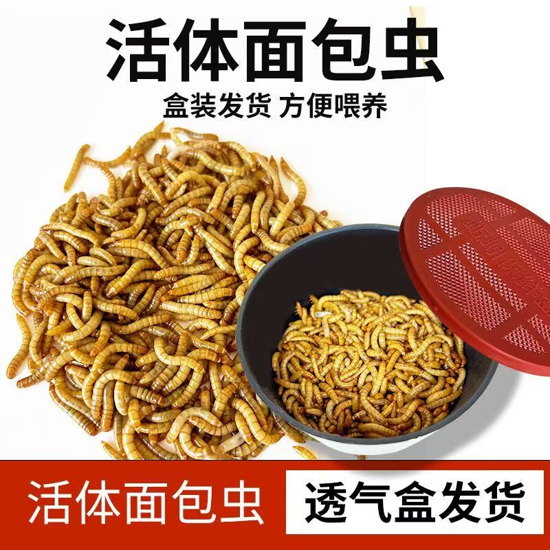 Fresh Mealworms, Live Yellow Mealworms, Food for Mynas, Cockatiels, Horned Frogs, Geckos, Lizards, Mantises, Geckos, and Spiders