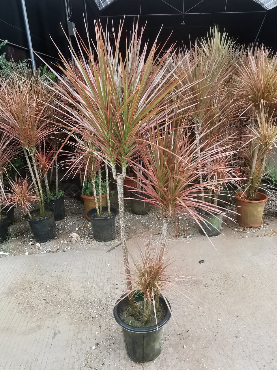 千年木真的适合放在室内吗？2026年超火绿植大揭秘