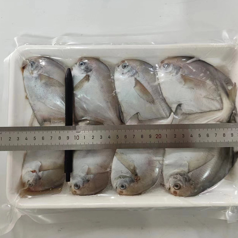 大连海鲜大揭秘:鲜活深海金仓鱼、平鱼、银昌鱼、镜鱼、白鲳、扁鱼、油炸小银鲳鱼,哪款才是你的最爱?-鲳鱼-淘宝百科网