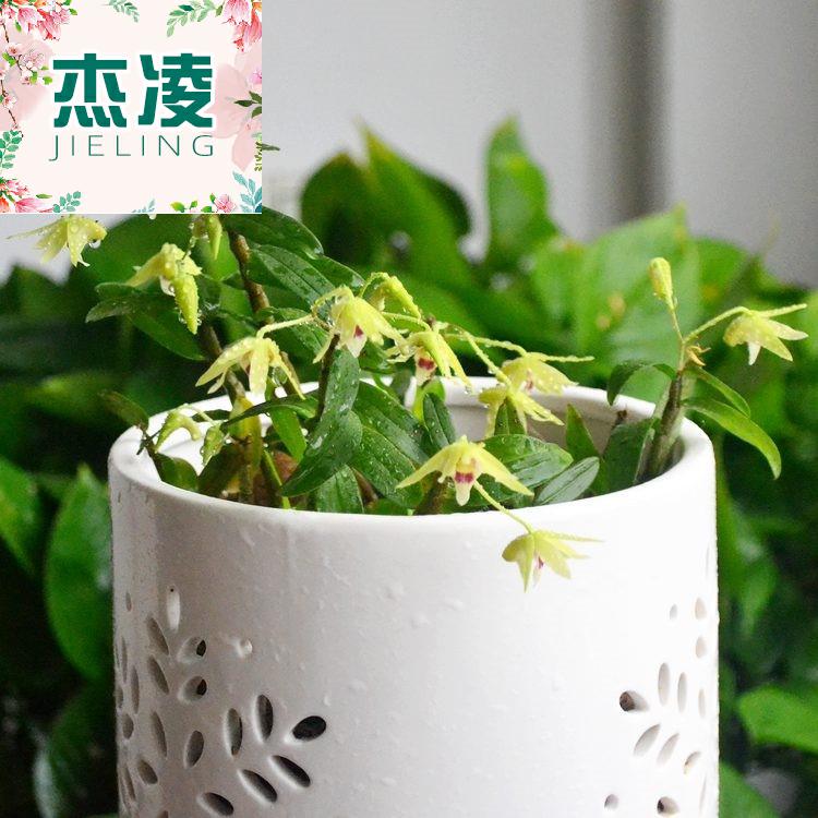 Spring park, contracted style white porous permeability more meat the plants tin caulis dendrobii hollow ceramic flower pot to the plants