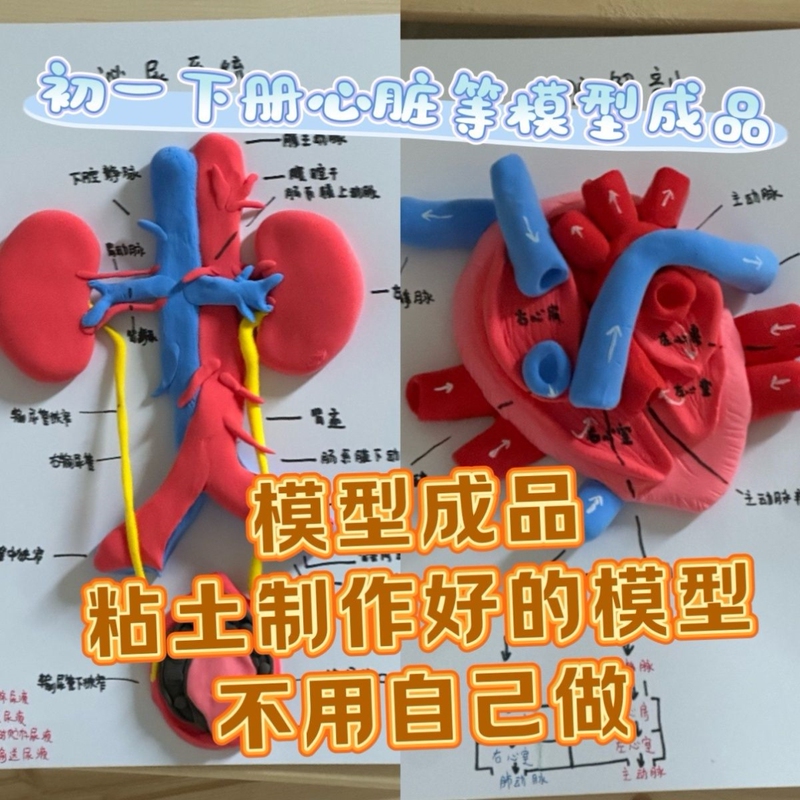 Human Heart Model Material Kit Finished Product for Seventh-Grade Homework DIY Junior High School Biology Student Craft Project