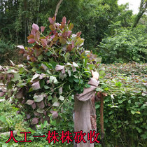 Wild Perilla Natural Perilla Dried Perilla Leaves Dried Roasted Fish and Seafood to Remove Fishy and Fresh Spices Authentic 500g