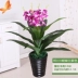 Mô phỏng hoa phong lan nhựa phòng khách trong nhà sàn lụa hoa trang trí cây Phalaenopsis chậu văn phòng hoa giả - Hoa nhân tạo / Cây / Trái cây