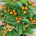 Mô phỏng Kumquat Cherry Camellia Cây xanh Phòng khách Trong nhà Tầng lớn Hoa trang trí Hoa nhựa Cây trồng trong chậu giả - Hoa nhân tạo / Cây / Trái cây Hoa nhân tạo / Cây / Trái cây